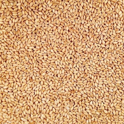Organic Hard White Winter Wheat 25 lb Bag B76520
