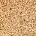 Organic Hard White Winter Wheat 25 lb Bag B76520