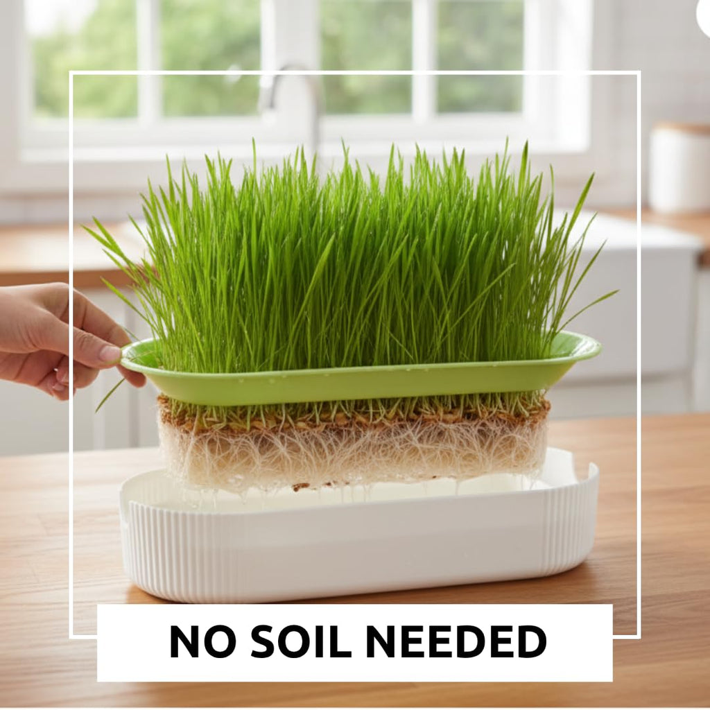 Hydroponic Cat Grass Grow Kit with 2 Oz Non-GMO Seeds S22915