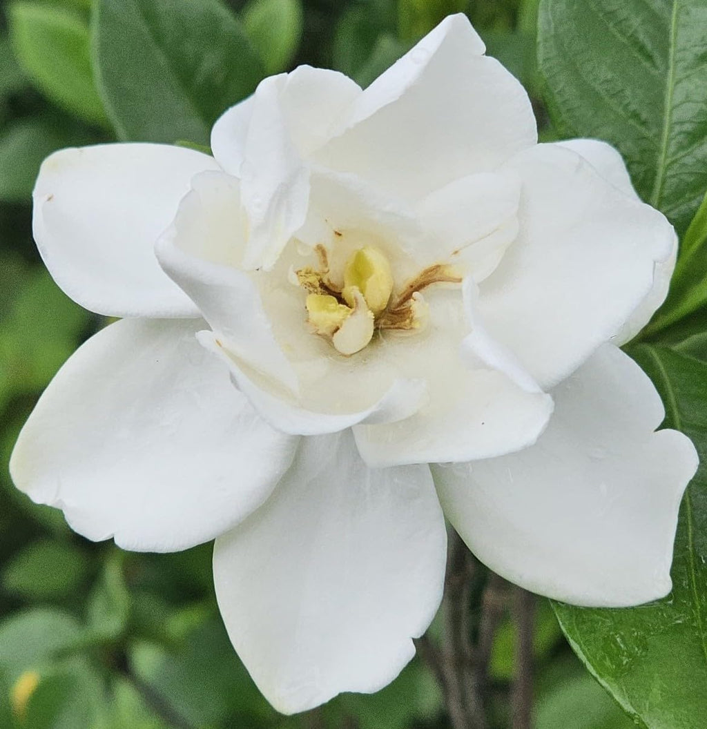 Gardenia Live Plant S2371