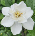 Gardenia Live Plant S2371