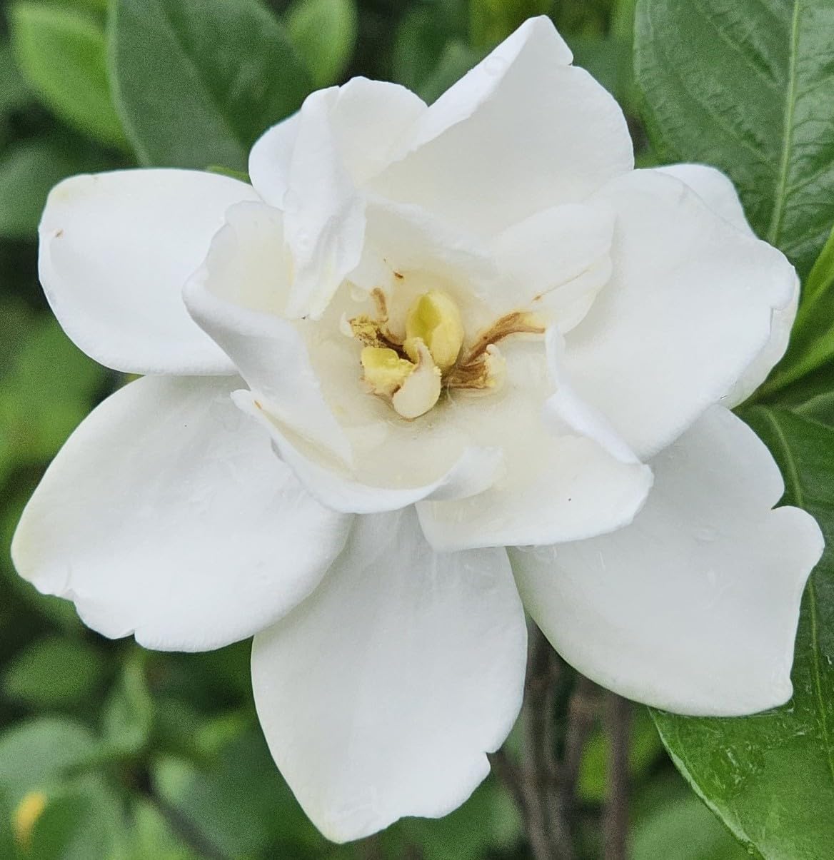 Gardenia Live Plant S2371