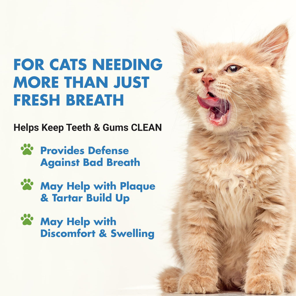 Cat Teeth Cleaning Dental Care X642