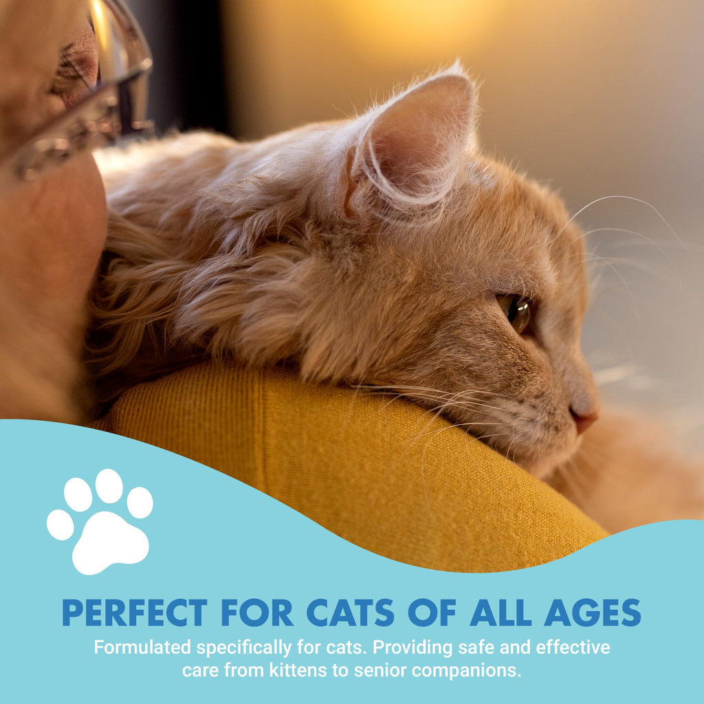 Cat Teeth Cleaning Dental Care X642